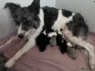 Border Collie dogs Border Collie Pups - Advert 1