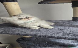 Persian cats for sale: Persian Kittens for Sale – Fluffy Bundles of Joy - Image 11