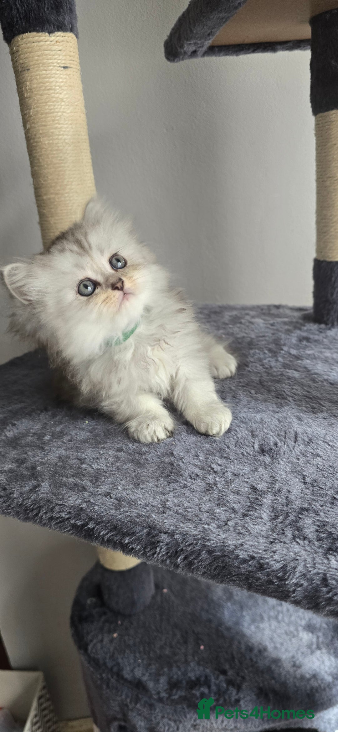 Persian cats for sale: Persian Kittens for Sale – Fluffy Bundles of Joy - Image 11
