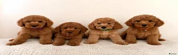 Australian Labradoodle dogs for sale: ‼️ Ready for their forever home ‼️  - Advert 5