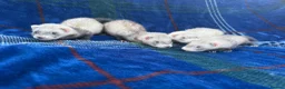 Ferret rodents for sale: Jill ferrets for sale - Advert 5
