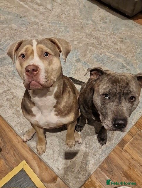 Mixed Breed dogs Beautiful cross Staffy/American Bulldog puppies  - Advert 2