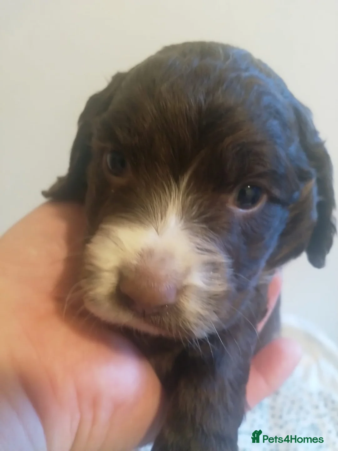 Cocker Spaniel dogs for stud: PROVEN Cocker Spaniel-Chocolate Sable DNA TESTED in Henlow - Advert 18