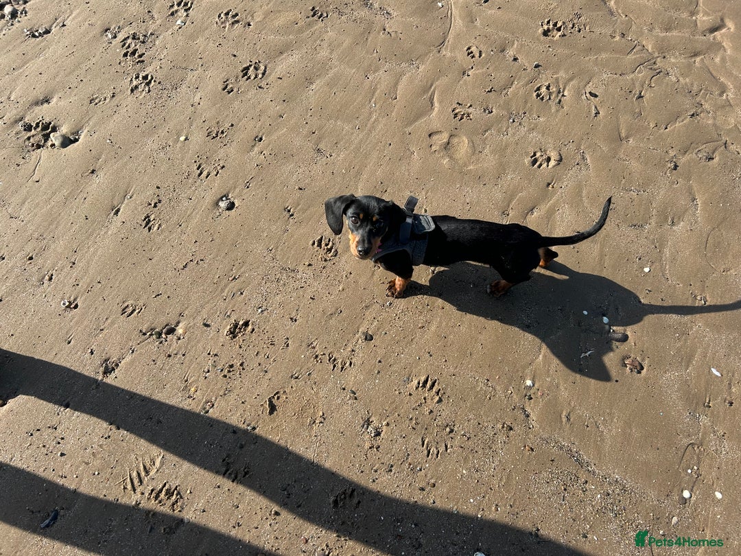 Miniature Dachshund dogs for sale: Dolly 1 year old  - Advert 6