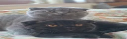 Scottish Fold cats for sale: 2 Scottish Fold girls🩷 - Advert 8