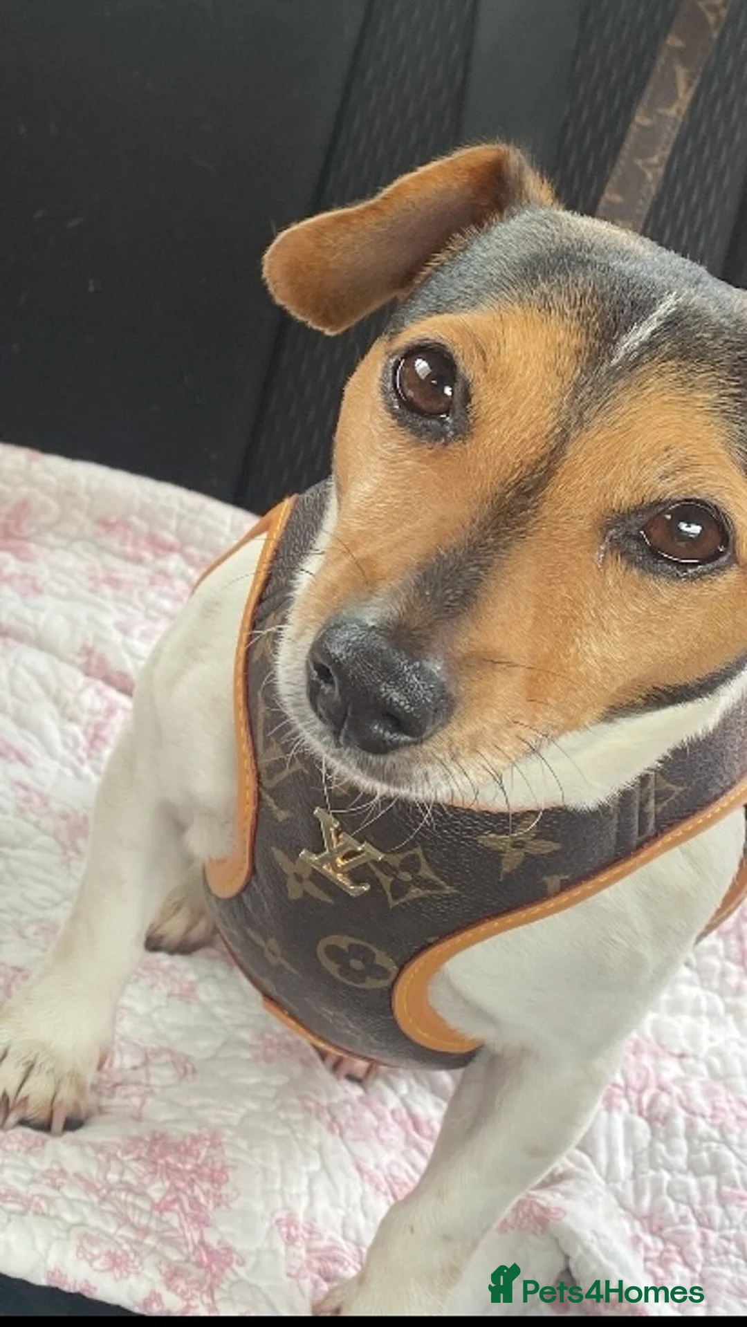 Jack Russell dogs for sale: Jack Russell terrier  - Advert 2