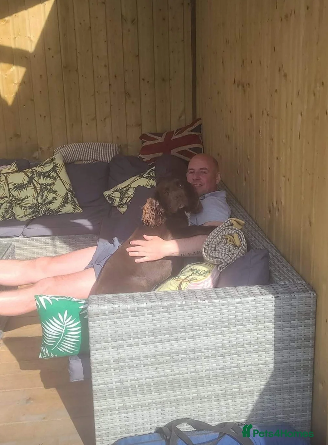 Sprocker dogs for stud: Fully health tested sprocker Digby in Wrexham - Advert 7