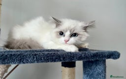 Ragdoll cats for sale: Last kitten left - absolutely beautiful and placid - Image 3