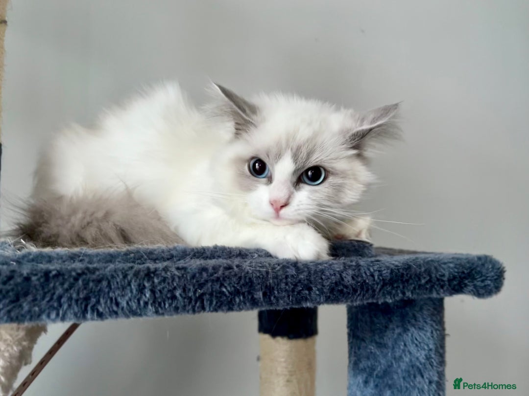 Ragdoll cats for sale: Last kitten left - absolutely beautiful and placid - Image 3