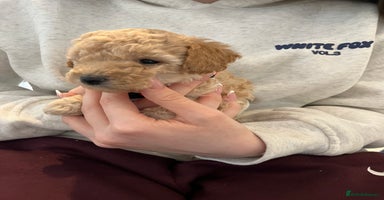 Miniature Poodle dogs Gorgeous miniature poodle pups - Advert 14