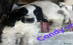 Cocker Spaniel dogs for sale: Stunning ShOw Cockers Fully vaccinated - Image 18