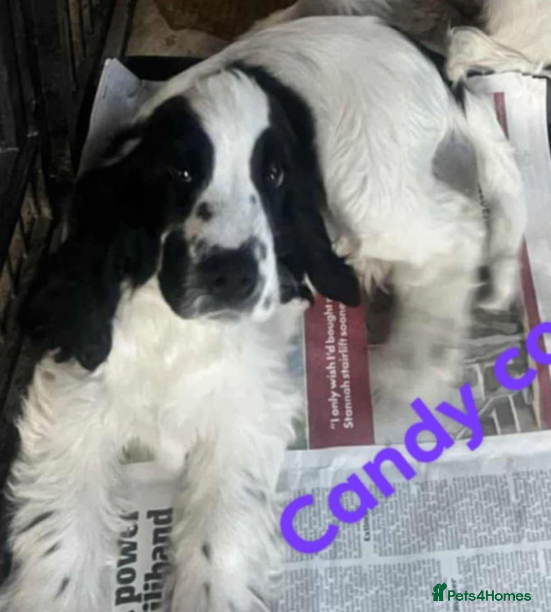 Cocker Spaniel dogs for sale: Stunning ShOw Cockers Fully vaccinated - Image 18