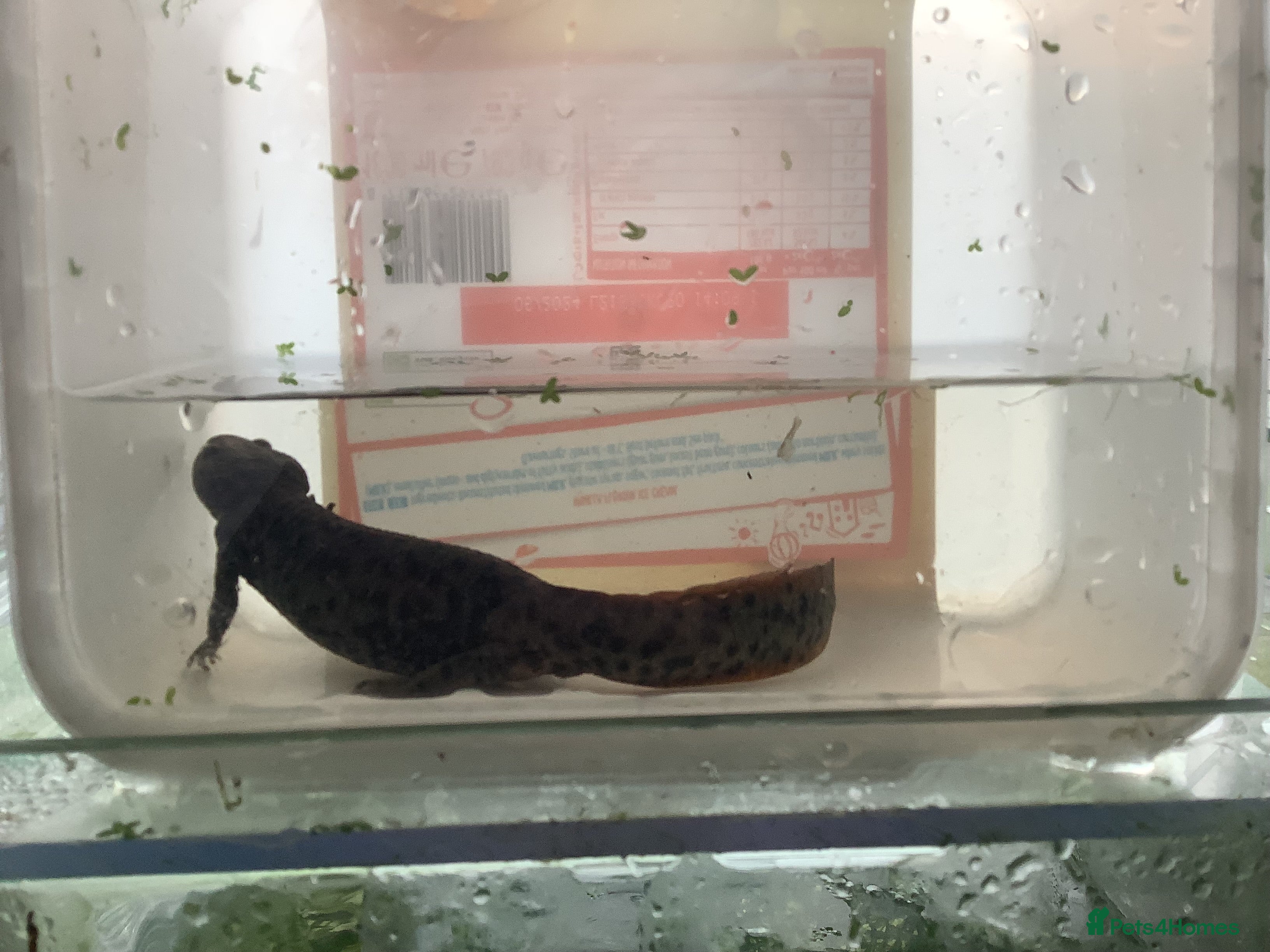 Newt reptiles Sharp ribbed newts for sale - Advert 1