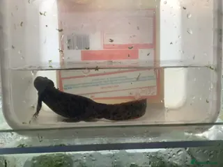 Newt reptiles Sharp ribbed newts for sale - Advert 1