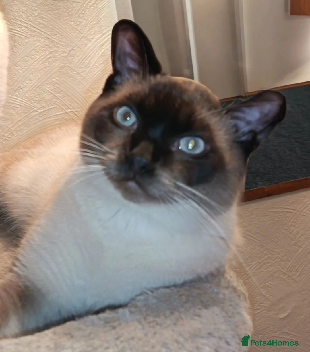 Mixed Breed cats for sale: Sphynx cross siamese  - Advert 5