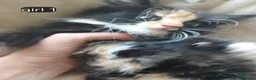 Mixed Breed cats for sale: Long haired kittens  in Swanscombe - Advert 15