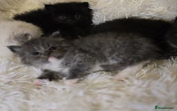 Mixed Breed cats for sale: Cute Scottish fold x Persian kittens long haired  - Image 5
