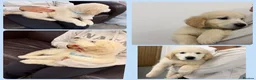 Golden Retriever dogs for sale: Golden Retriever Puppies  - Advert 6