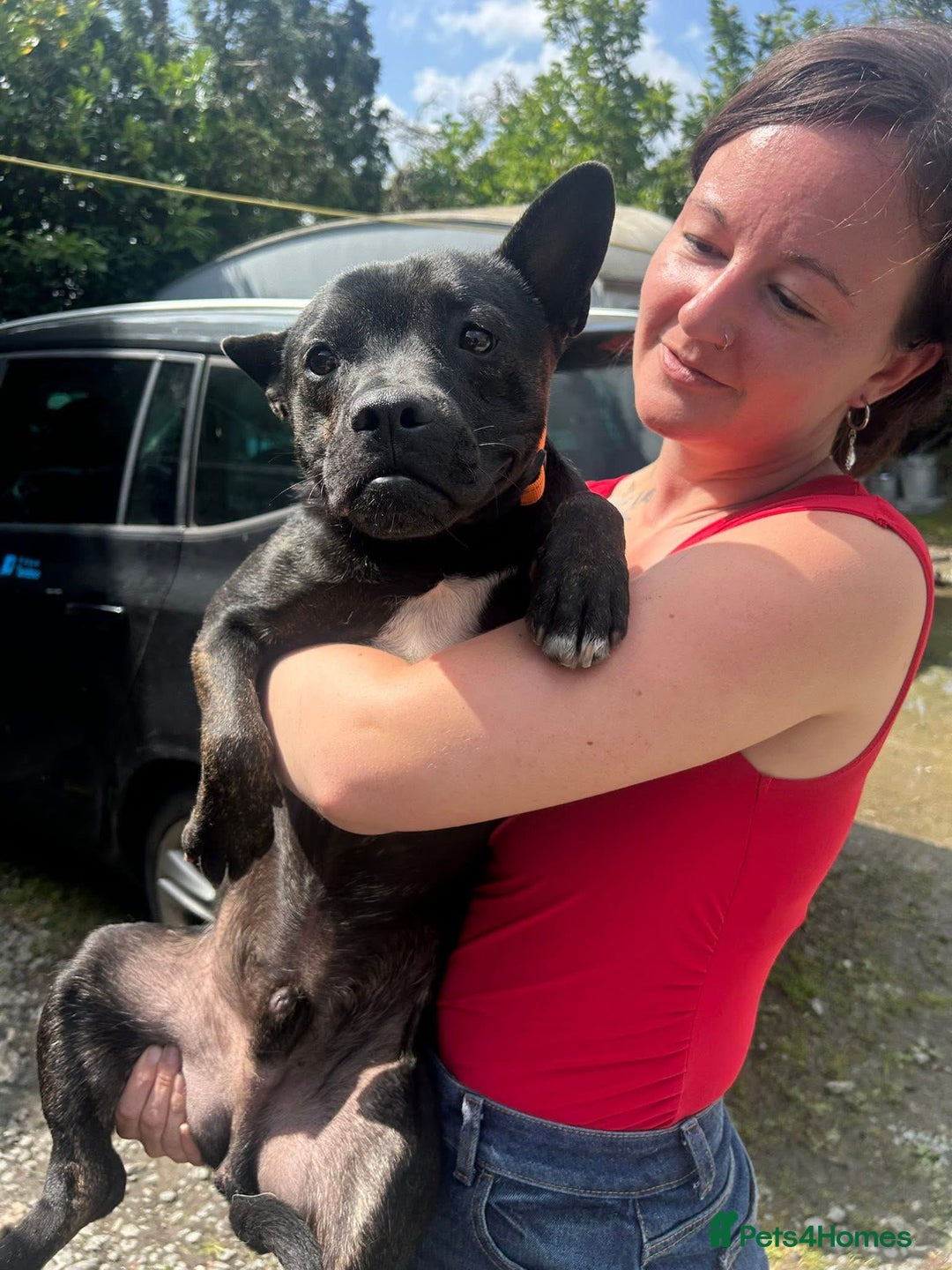 Mixed Breed dogs for adoption: Jack - Norwich Norfolk  - Image 10