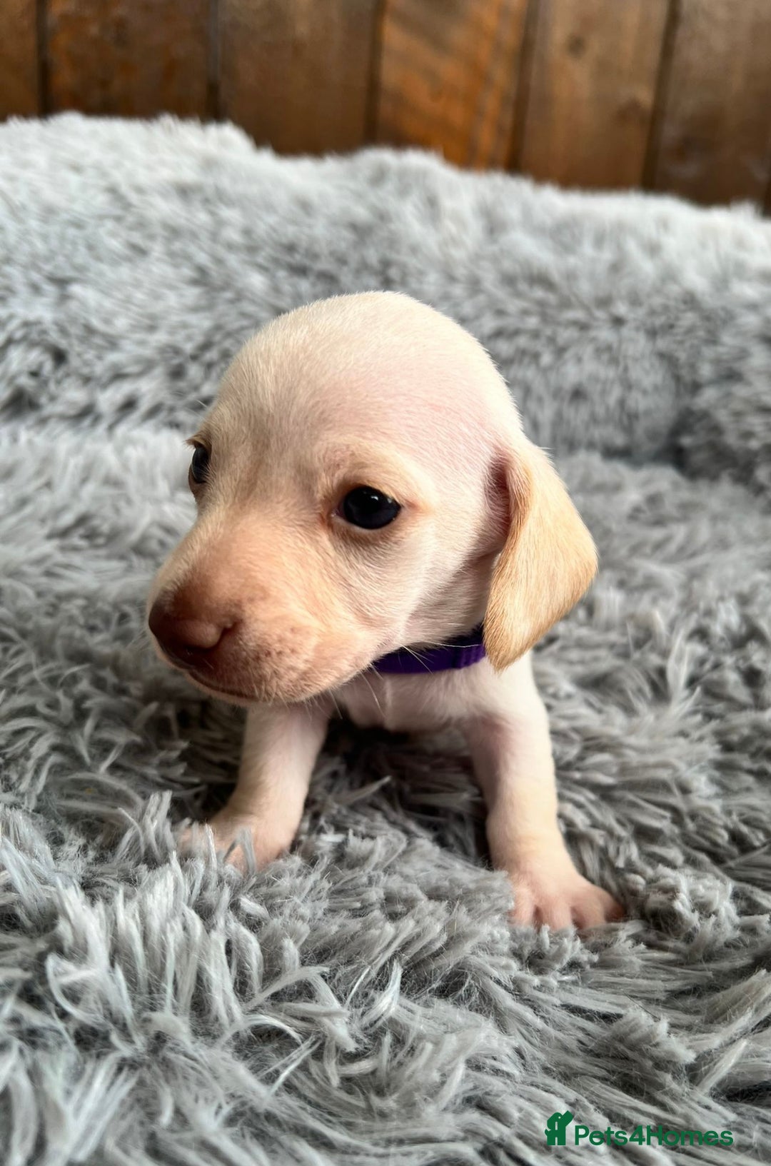 Miniature Dachshund dogs for sale: Quality Miniature Dachshund - Smooth Creams - Image 17