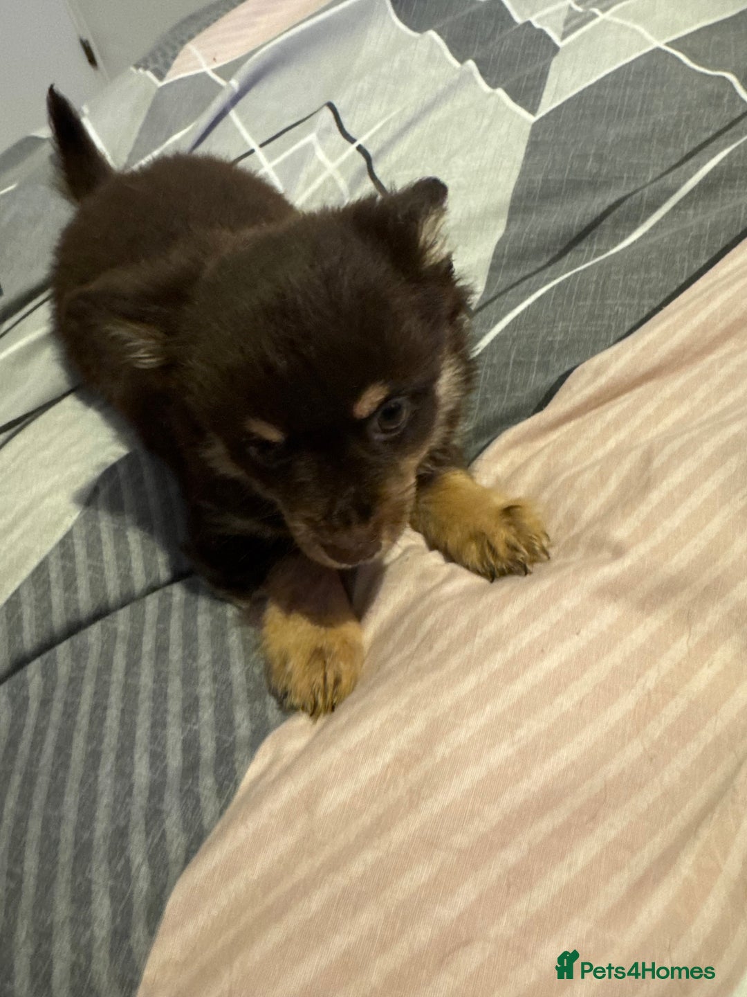 Chihuahua dogs for sale: chocolate boy black n tan boy creamish girl  - Advert 24