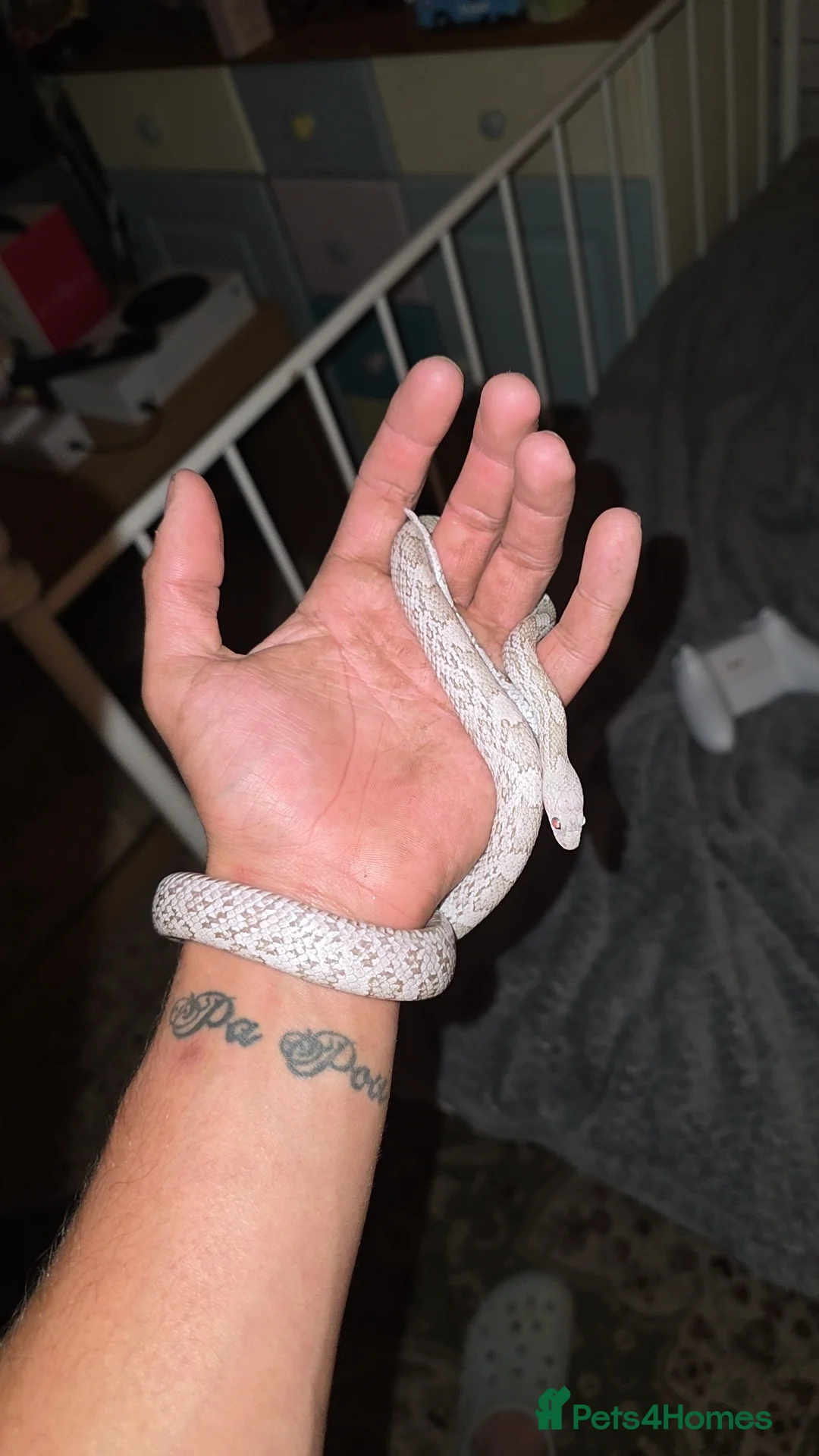 Corn Snake reptiles for sale: Cinder ghost corn snake  in Gloucester - Advert 1