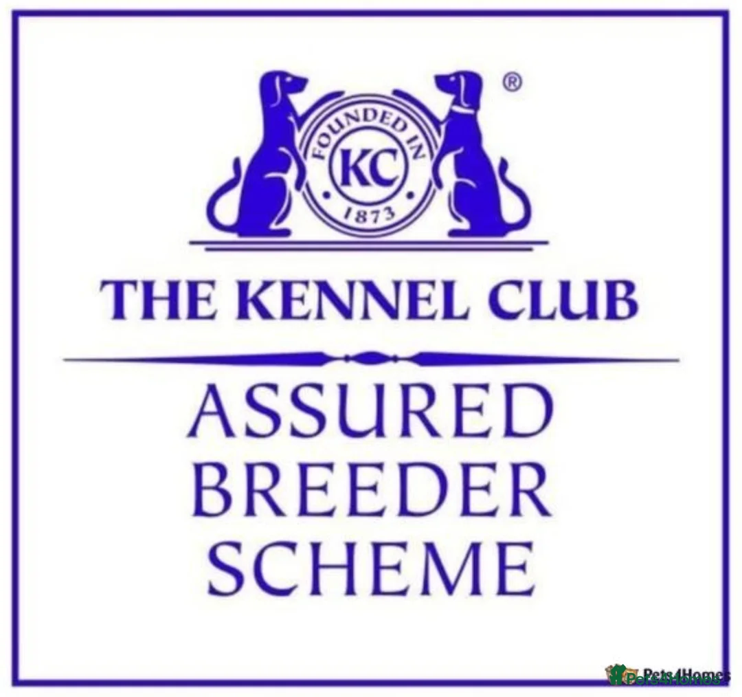 Cocker Spaniel dogs for stud: *Mungo* GOLDEN Show Cocker PEDIGREE BEST TESTED in Bradford-on-Avon - Advert 7