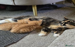 Mixed Breed cats for sale: Kittens for sale litter of 4, 2 left  - Image 7