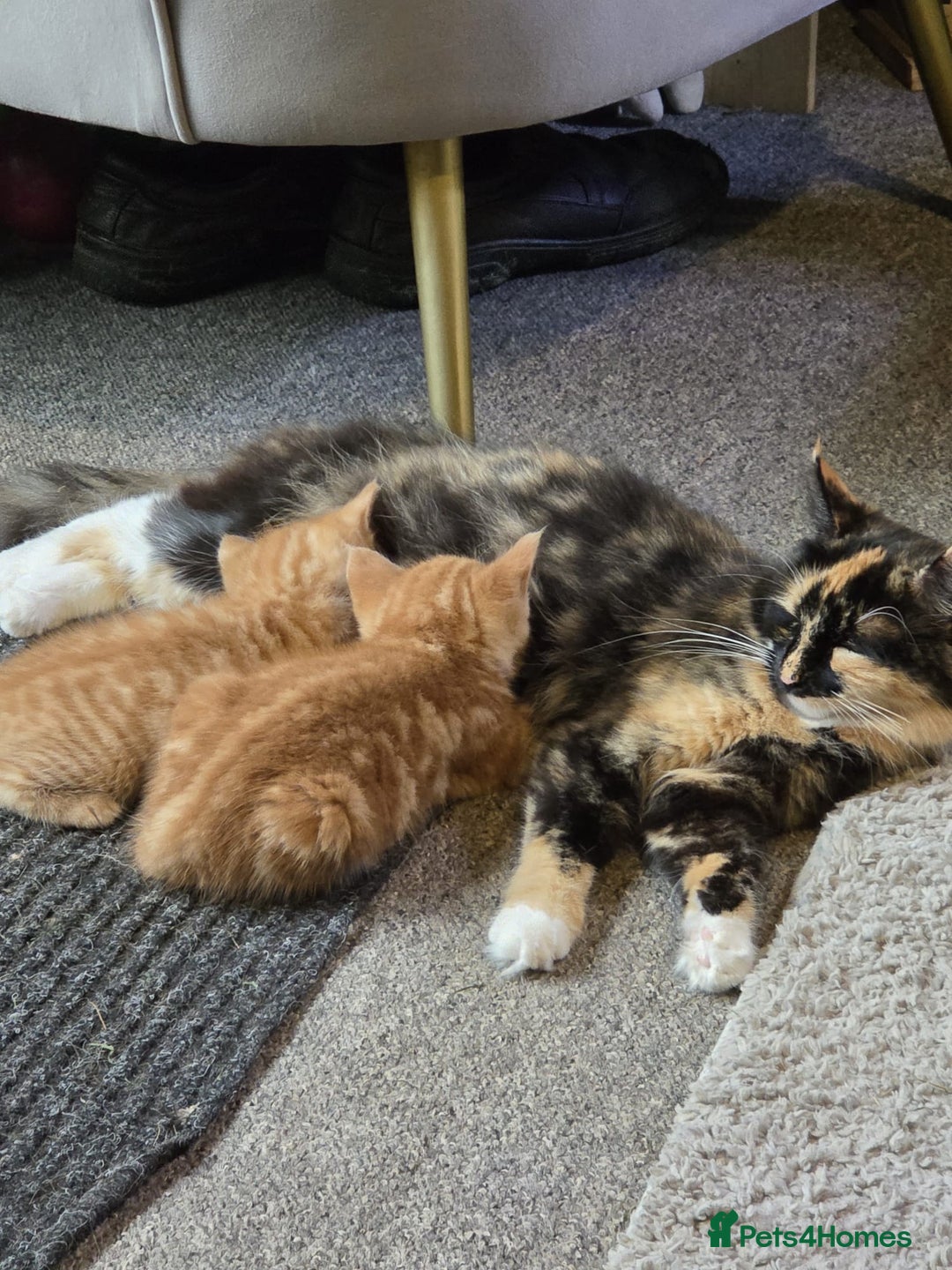 Mixed Breed cats for sale: Kittens for sale litter of 4, 2 left  - Image 7