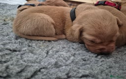 Labrador Retriever dogs for sale: Kc Registered Red labrador puppies  - Image 17