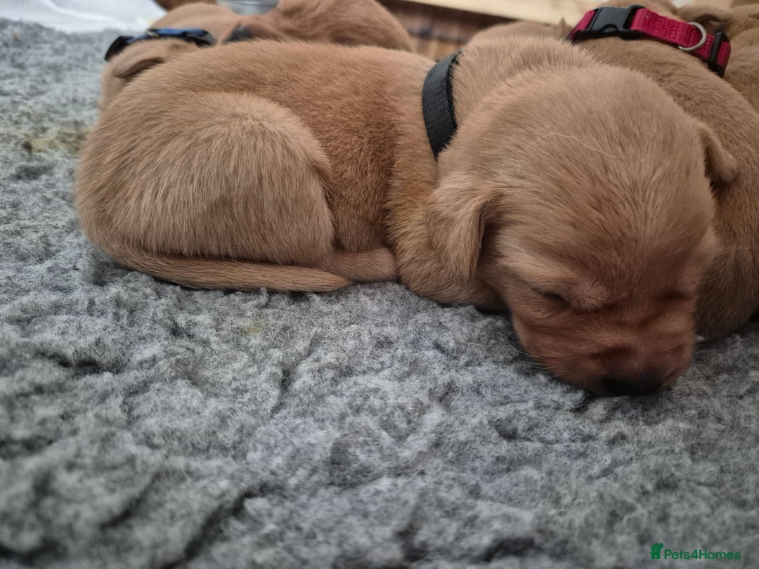Labrador Retriever dogs for sale: Kc Registered Red labrador puppies  - Image 17