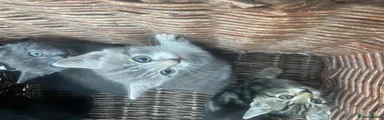 British Shorthair 5