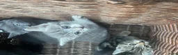 British Shorthair cats for sale: 6 x BEAUTIFUL kittens for sale!  - Advert 6