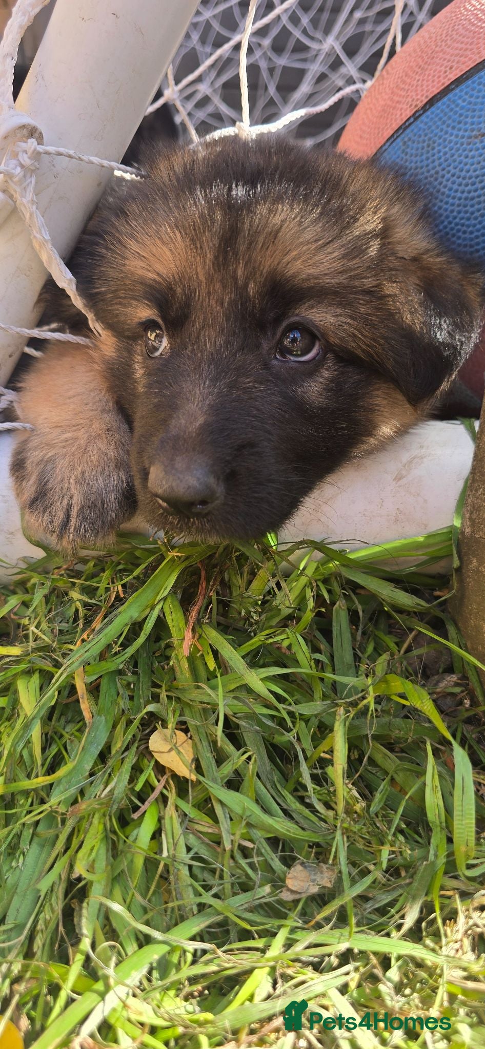 German Shepherd dogs Beautiful litter of german shepherd puppies  - Advert 15