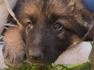 German Shepherd dogs Beautiful litter of german shepherd puppies - Advert 15