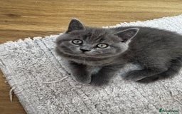 British Shorthair cats for sale: BeautifulScottish folds Ready now! Quality kittens - Image 32