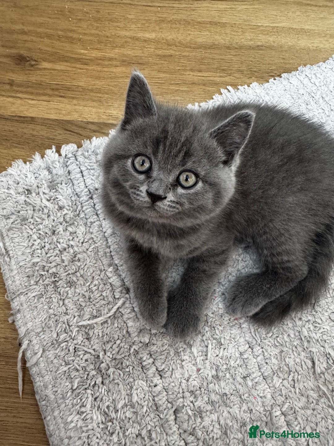 British Shorthair cats for sale: BeautifulScottish folds Ready now! Quality kittens - Image 32