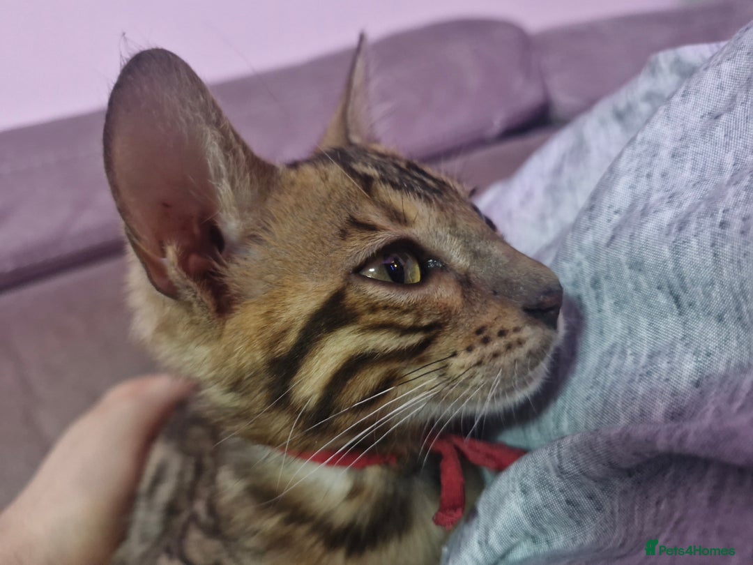 Bengal cats for sale: READY REDUCED TICA Genetic/Health Tested Bengals - Image 38