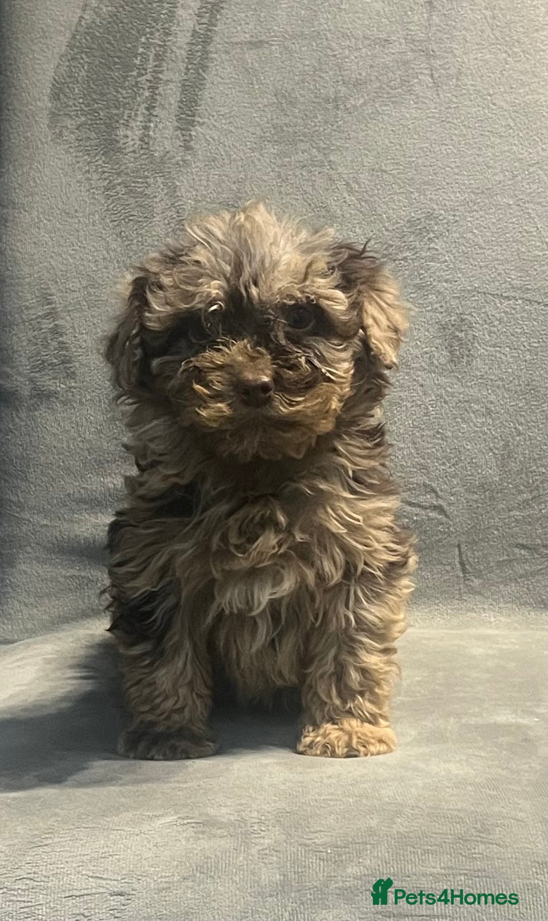 Cockapoo dogs for sale: Beautiful merl Cockpoo puppies  - Advert 22