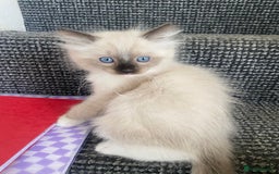 Ragdoll cats for sale: Baby boy rag doll kitten  - Image 1