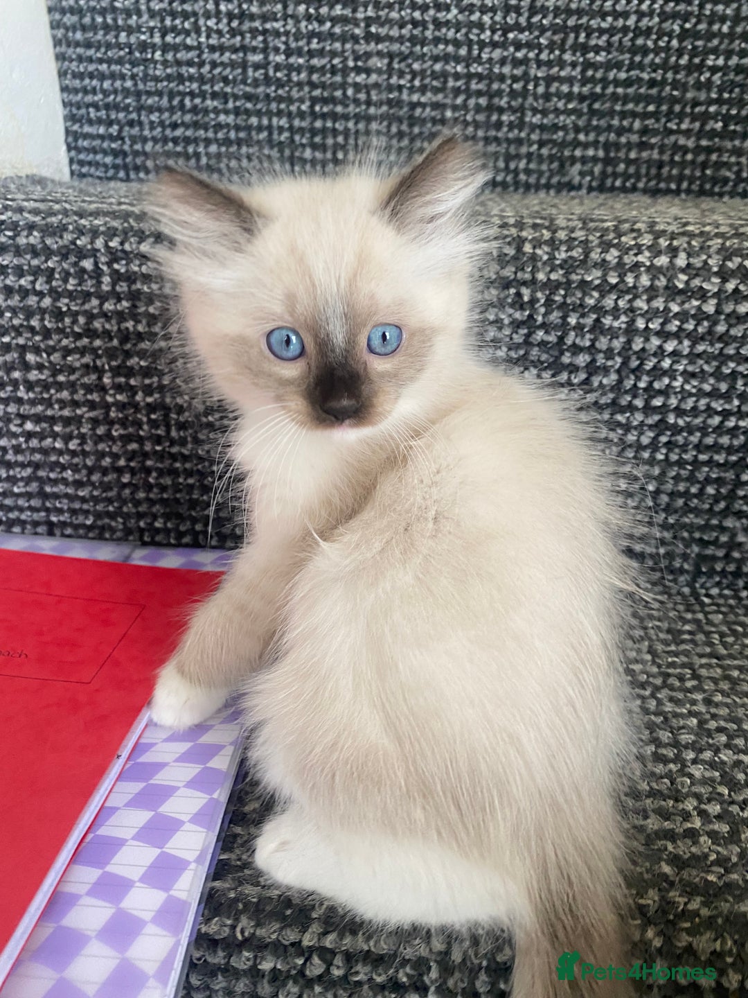 Ragdoll cats for sale: Baby boy rag doll kitten  - Image 1