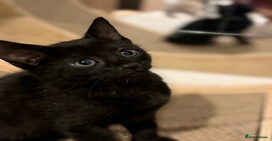 Russian Blue cats Elegant Russian Blue mixed breed, Ready Today! - Advert 5