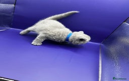 British Shorthair cats for sale: 🏆Grand Imperial Champion Sired GCCF Registered🏆  - Image 9