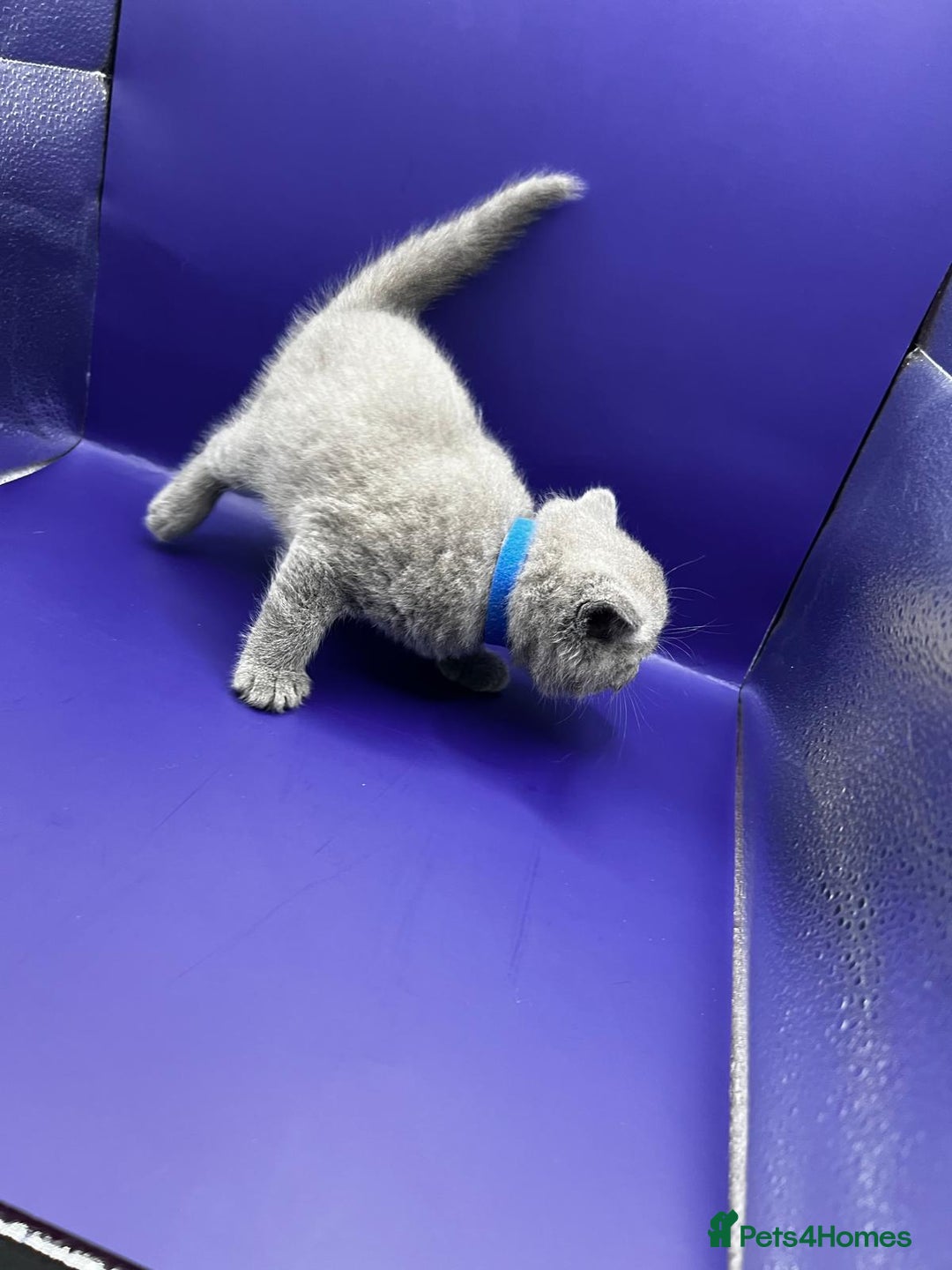 British Shorthair cats for sale: 🏆Grand Imperial Champion Sired GCCF Registered🏆  - Image 9