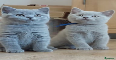 British Shorthair cats - Advert 6