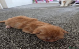 Mixed Breed cats for sale: Beautiful kittens - Image 30