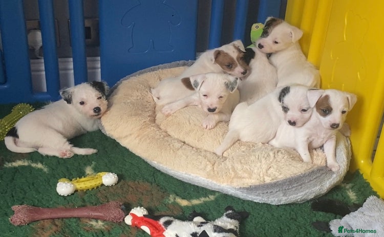 Parson Russell dogs KC Reg Champion lineage Puppys - Advert 7