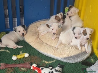 Parson Russell dogs KC Reg Champion lineage Puppys - Advert 7