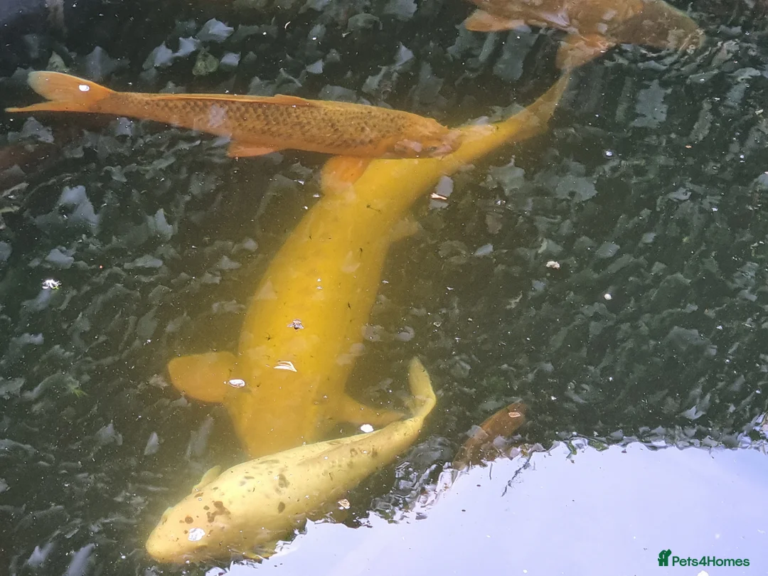 Koi Carp fish for sale: Koi Carp/Albino Sturgeon full lot needing to sell in London - Advert 5