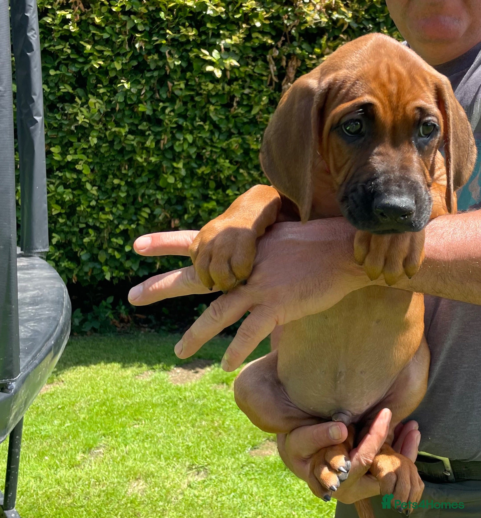 Rhodesian Ridgeback dogs READY TO GO NOW/ brought up around children - Advert 2